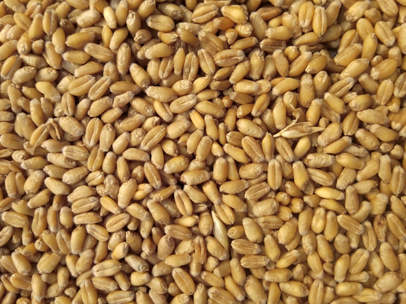 Kolo (Roasted Barley)